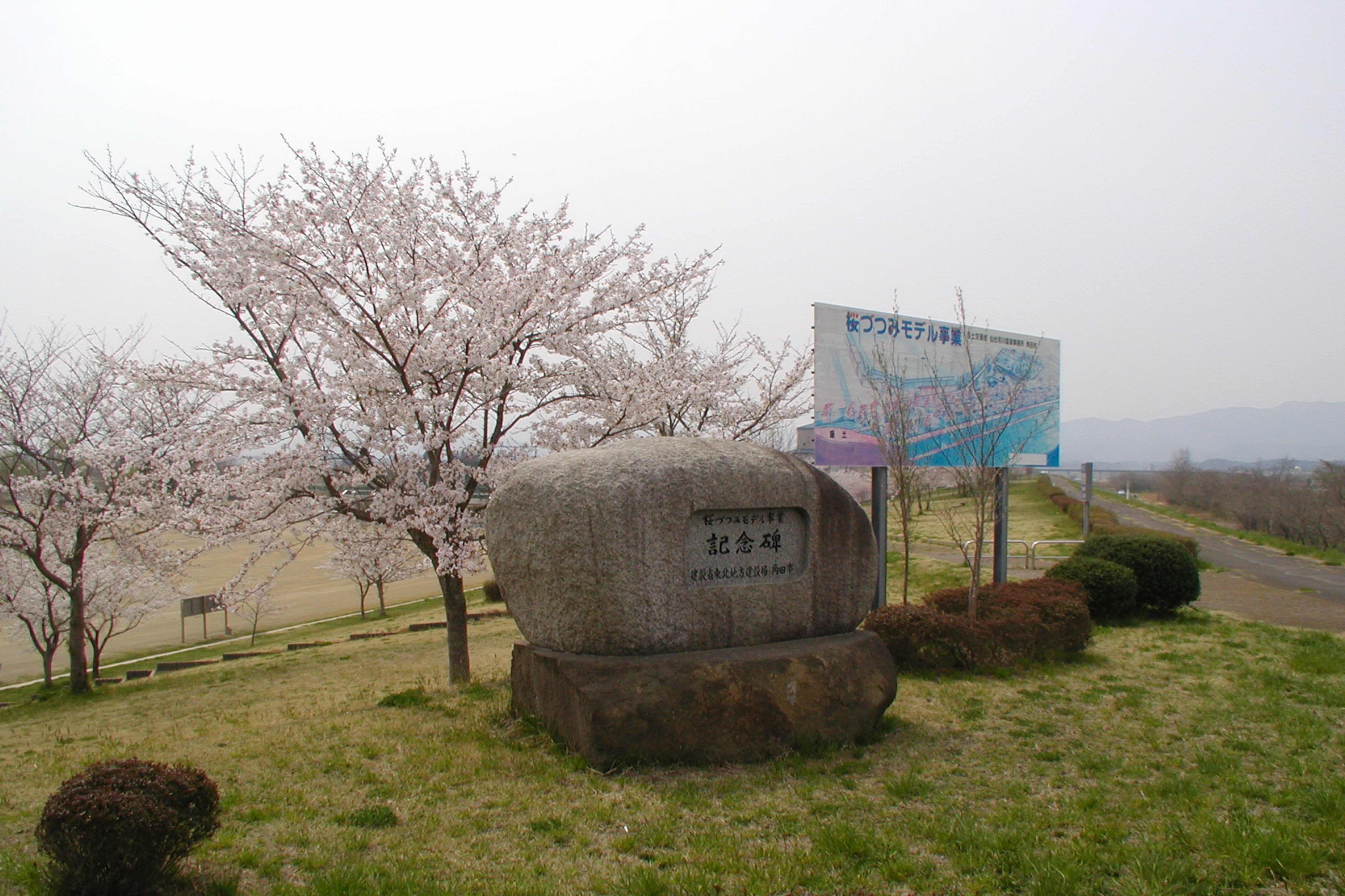 桜づつみ